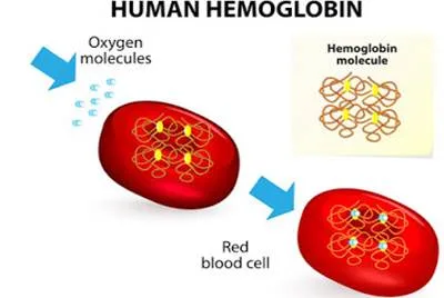 每個血紅素最多攜帶 4 個氧分子示意圖